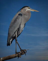 Great Blue Heron in a tree