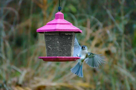 Tufted Titmouse Coming in for a Landing to Grab a Bite to Eat from the Bird Feeder