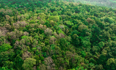 aerial view of dark green forest Abundant natural ecosystems of rainforest. Concept of nature  forest preservation and reforestation.