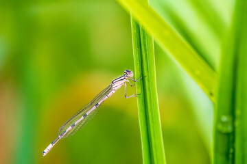 Small dragonfly Enallagma cyathigerum, the common blue damselfly, female. on a blade of grass