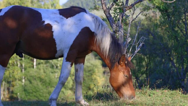 Beautiful spotted stallion in free grazing plucks the juicy grass in the meadow. Beautiful horse grazes across the field, waving its mane and tail