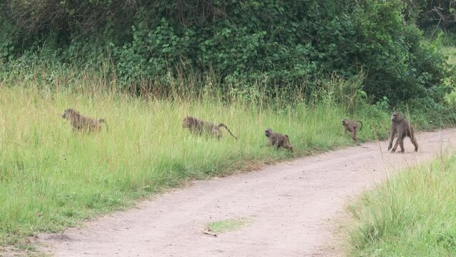 Wild Baboon Family Moving Together On Trail Through Grassland Of Uganda. wide, handheld