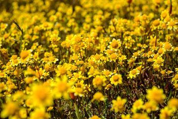 Fototapeta premium little flower in blooming spring. beautiful flower background.