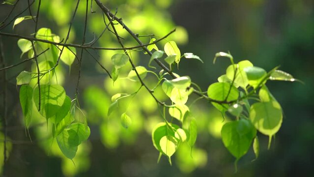 At the beginning of spring, the peepal tree has sprouted leaves.