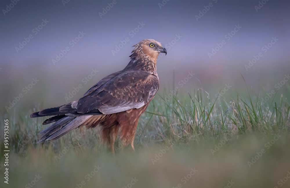 Sticker western marsh harrier ( circus aeruginosus ) - male