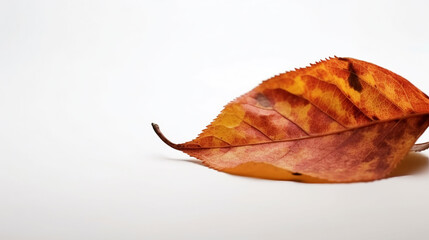 Autumn colored leaf on white background with empty space copy. banner 16:9. generative ai