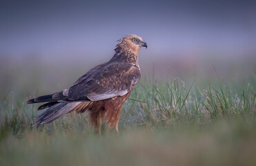 Western Marsh harrier ( Circus aeruginosus )  - male