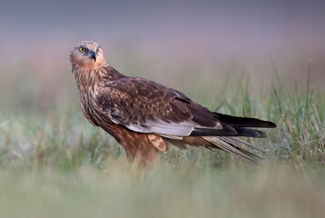 Western Marsh harrier ( Circus aeruginosus )  - male