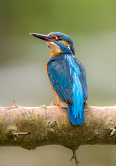 European Kingfisher ( Alcedo atthis ) close up