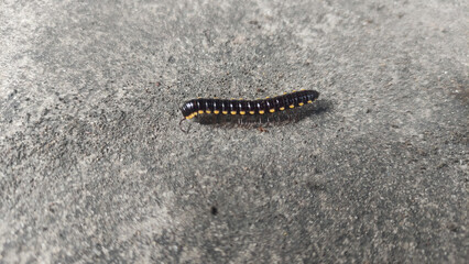 Beautiful Insect, a yellow spotted millipede on a gray background
