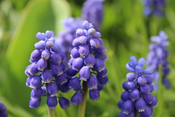 blue muscari flowers bloom in a spring garden