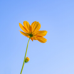 Orange cosmos flower simple background clear sky and morning light