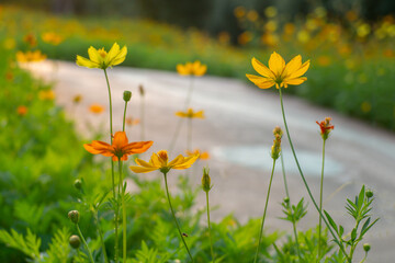 Obraz premium Colorful cosmos flowers close up in the garden and path blurred green background