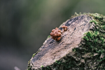Mushrooms growing on a tree stump in the forest. Selective focus. wood mushrooms, brown mushrooms, wrinkled fungi, Flammulina velutipes	