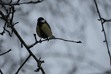 Great tit (Parus major) sitting on a branch in winter