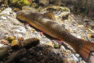 Brook trout and brook trout from Nishibetsu River, Hokkaido