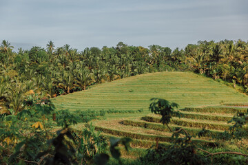 Rise terraces with palm trees in tropical Bali island and sun light