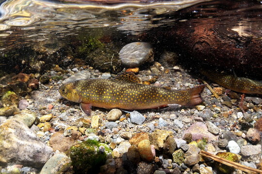 Brook trout and brook trout from Nishibetsu River, Hokkaido