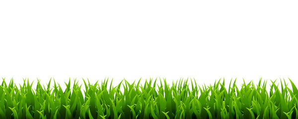 Green grass isolated on a transparent background