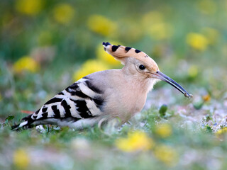 Eurasian hoopoe (Upupa epops)
