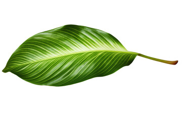 Obraz premium Tropical tree leaf isolated 