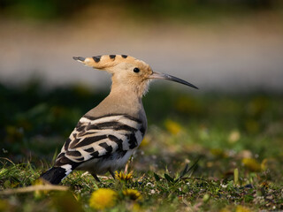 Eurasian hoopoe (Upupa epops)