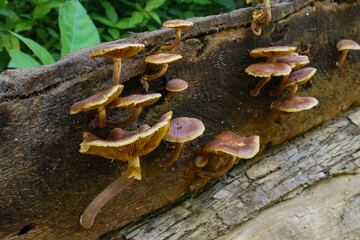 Mushrooms on a log in the woods