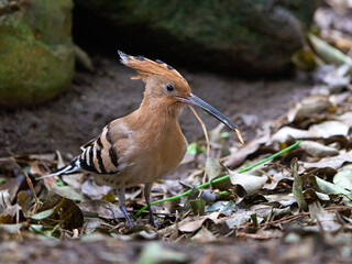 Eurasian hoopoe (Upupa epops)