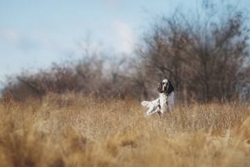 English springer spaniel portrait in spring in the field