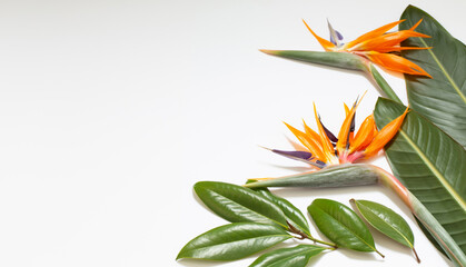 bird of paradise flowers on white background