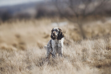 English springer spaniel portrait in spring in the field