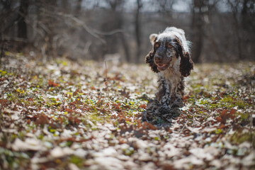 English springer spaniel portrait in spring in the field