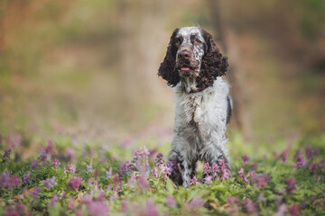 English springer spaniel portrait in spring in the field