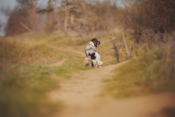 English springer spaniel portrait in spring in the field