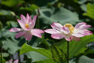 Lotus flower