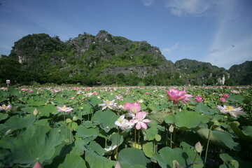 Lotus flower