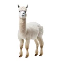 Foto op Aluminium alpaca isolated on white background © purich