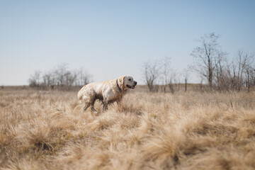 golden retriever dog portrait in spring in the field