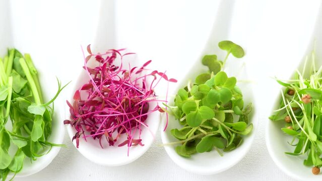 Micro green sprouts in spoons. Fresh organic food and catering concept. Set of colored micro greens on a white background.