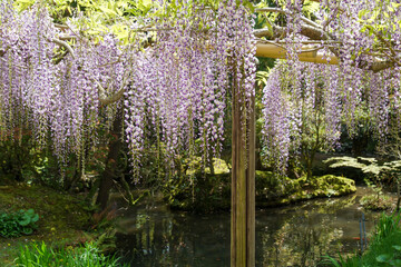 春日大社の萬葉植物園の藤