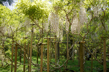 春日大社の萬葉植物園の藤