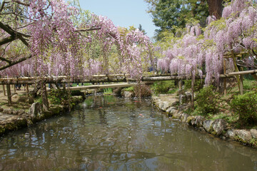 春日大社の萬葉植物園の藤