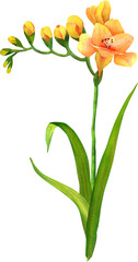 freesia flower. Isolated watercolor illustration. Botany.
