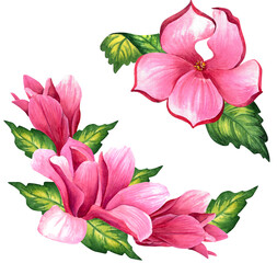 magnolia flowers. botanical watercolor illustration.