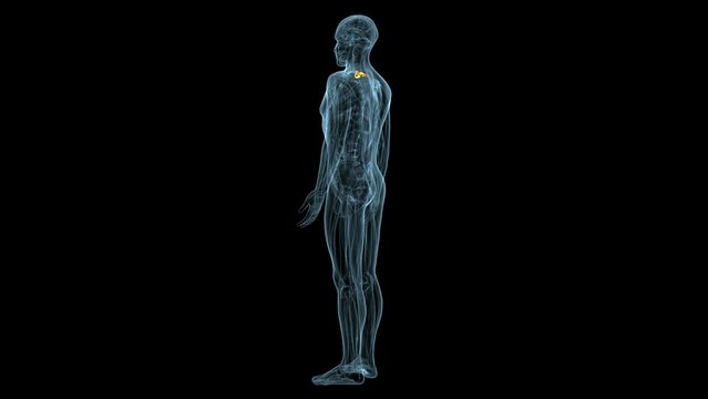 male skeleton spine anatomy. 3d illustration