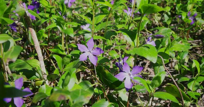 Vinca major, with the common name bigleaf periwinkle