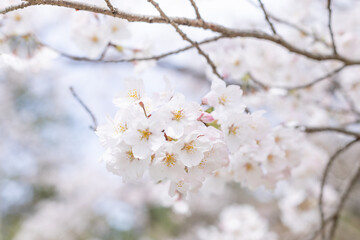Close-up of cherry blossoms in full bloom, Japan