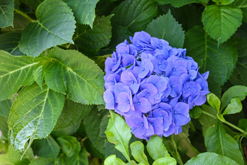 Obraz premium 青紫色の紫陽花の花