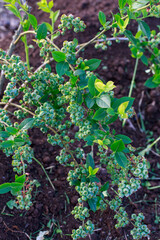 Green berries blueberries