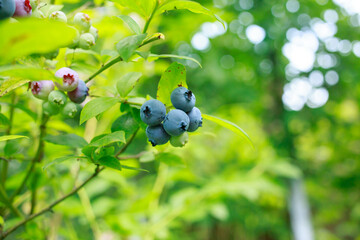Bush with ripe blueberries